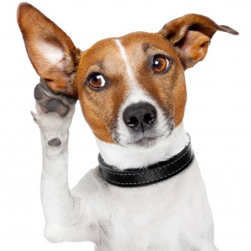 white and brown dog hearing paw to ear Bluetooth speakers